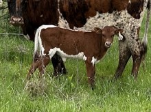 Cut Baloo x Tango heifer