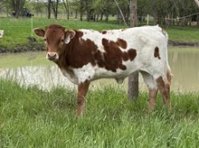 Gig'em x Tango Heifer1