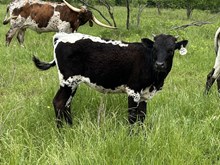 Pixel Point x Tango Heifer