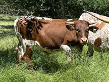 Saddle Up x Tango Steer