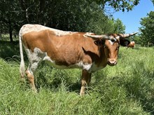 Ady's Baby x Tango Heifer