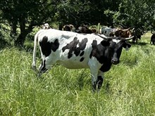 Masked Rider x Tango Heifer