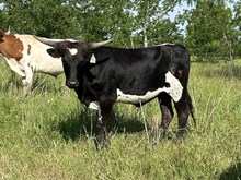 Harley Quinn x Tango Heifer