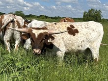 Baby Doll x Tango Bull