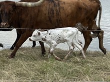 Spit Fire x Tango Heifer 1