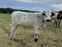 Curtain Call x Tango Heifer