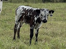 Masked Rider x Tango heifer 1