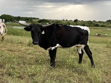 Gig'em x Tango Heifer