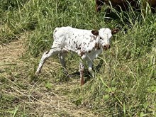 Cut'n Run x Tango Heifer