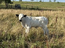 Baby Doll x Tango bull