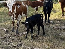 Painted Point x Tango Heifer
