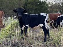 Painted Point x Tango Steer