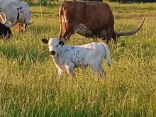 Lady J x Tango Bull