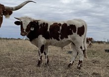TOF Crazy's Quo Steer